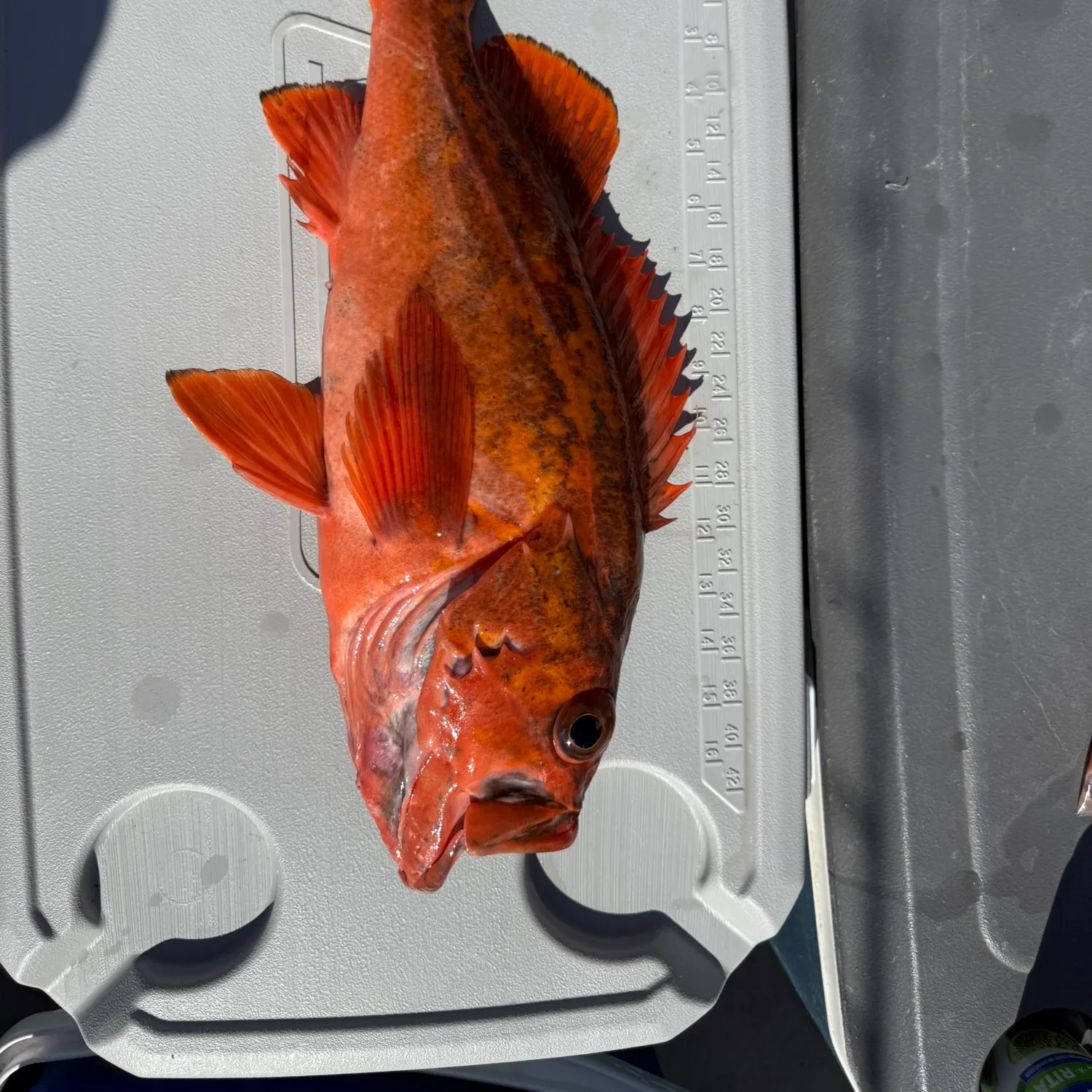 The most recent Canary rockfish catches on Fishbrain