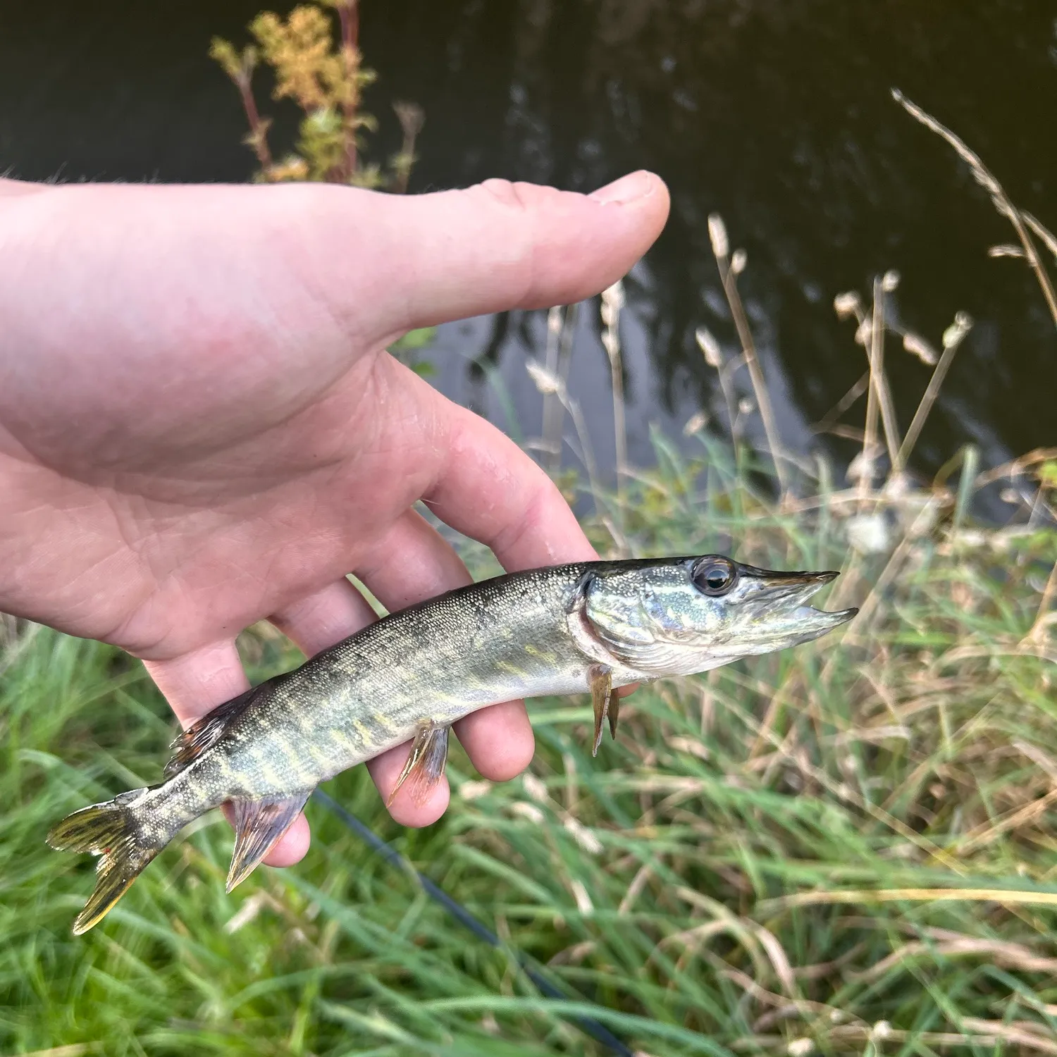 Northern pike caught on Fishbrain