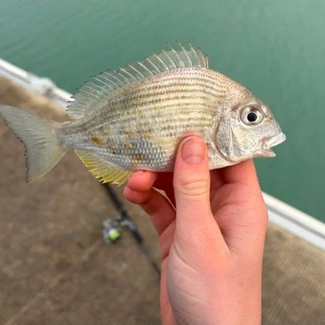 Surf bream caught on Fishbrain