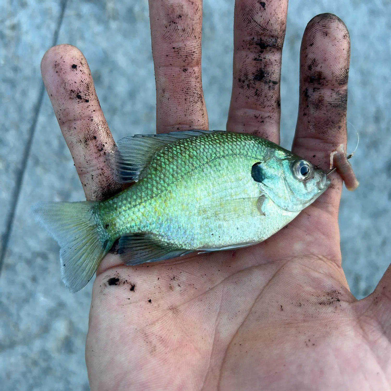 Bluegill caught on Fishbrain