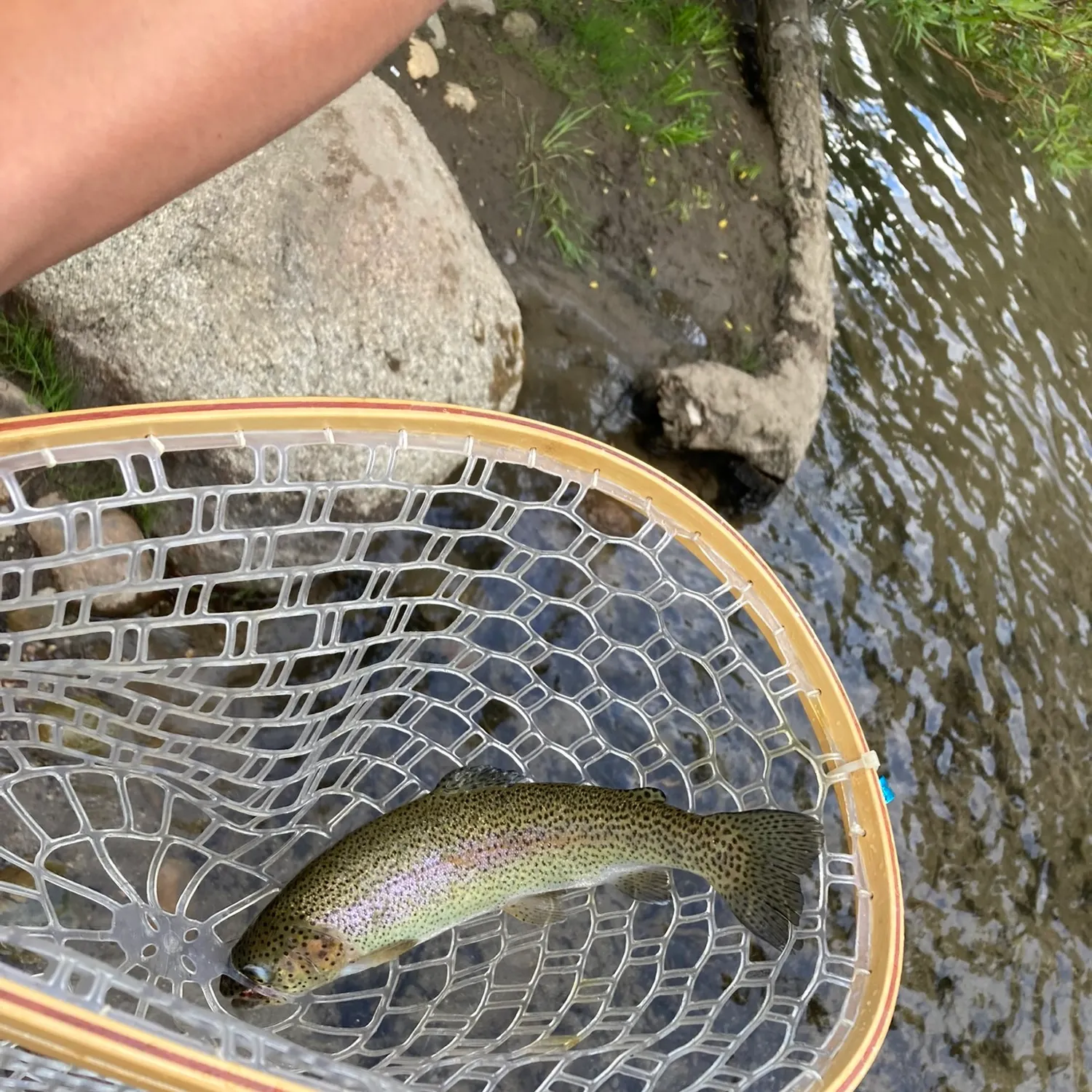 Rainbow trout caught on Fishbrain