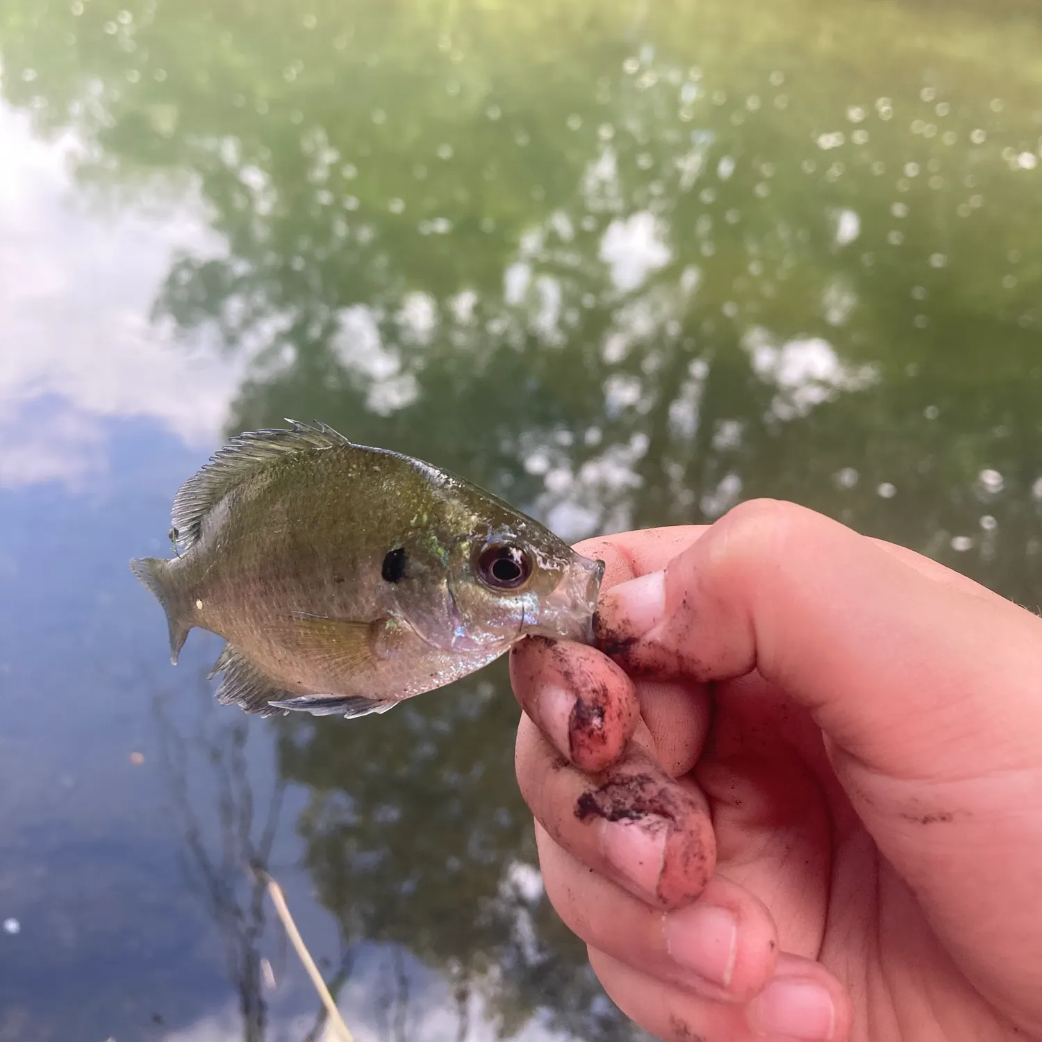 Bluegill caught on Fishbrain