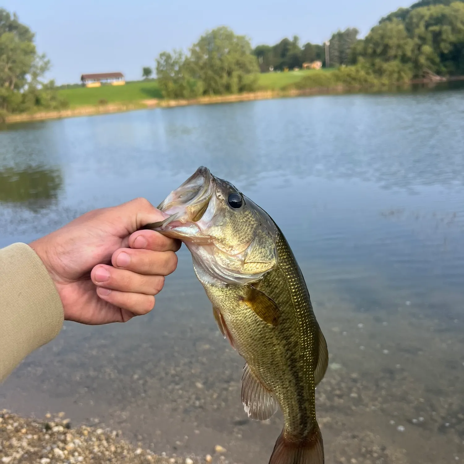 Largemouth bass caught on Fishbrain