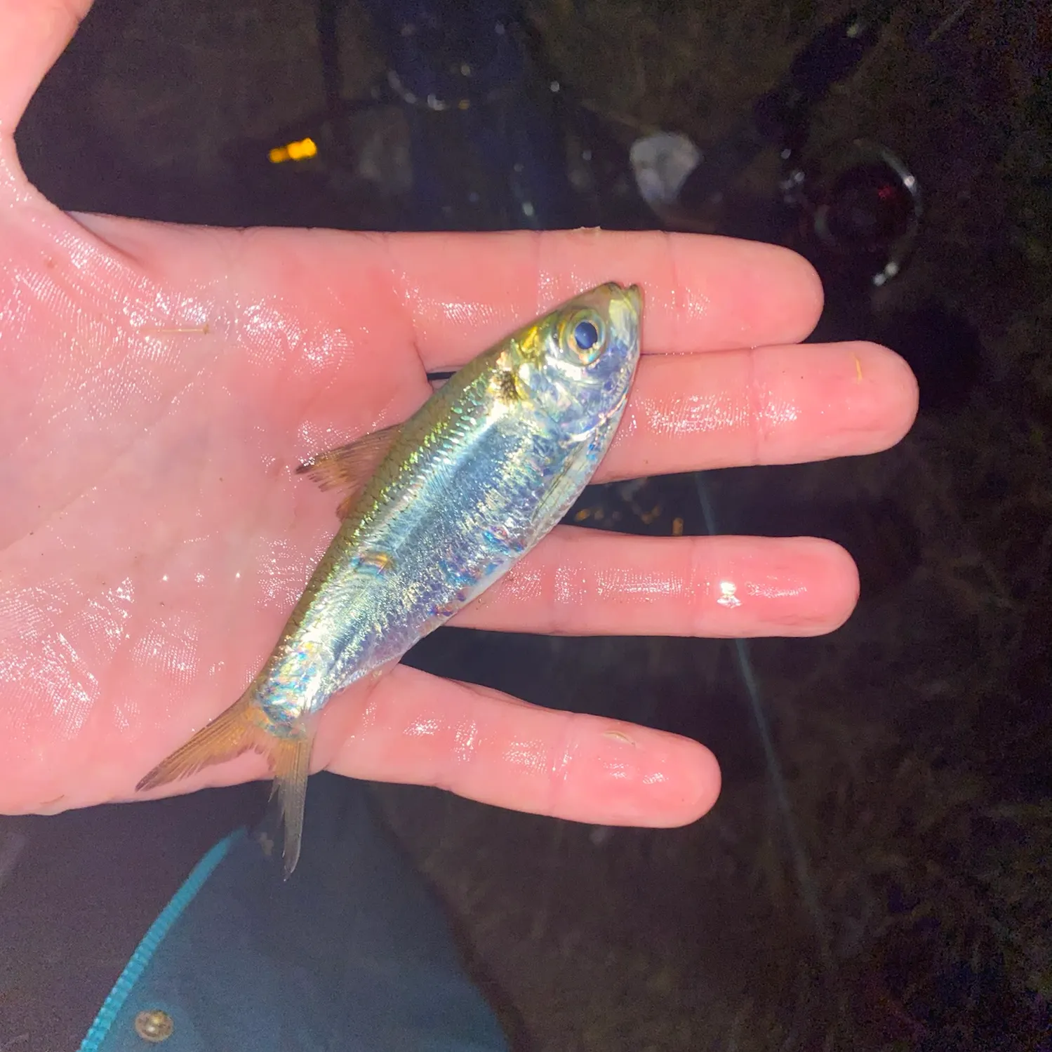 The most recent Castelnau's herring catches on Fishbrain