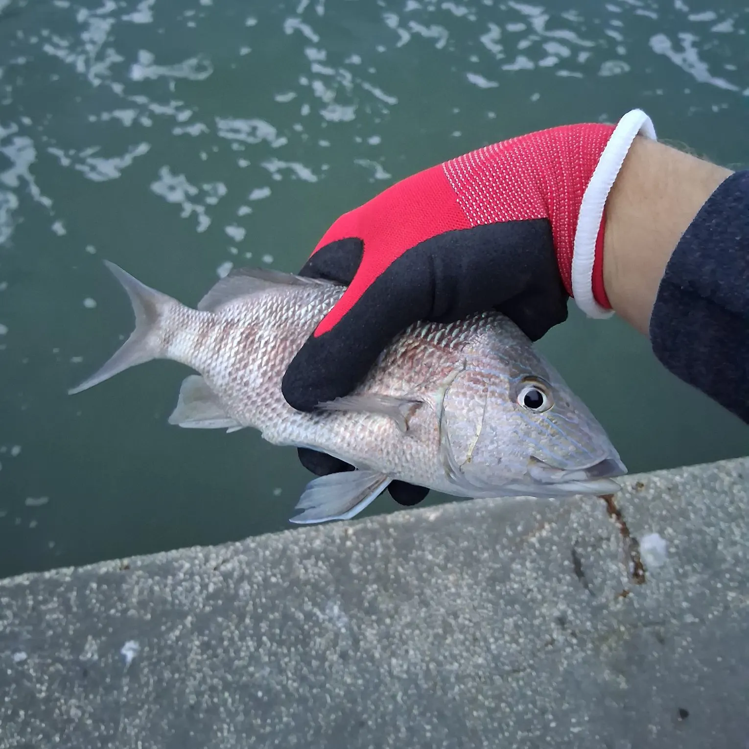 The most recent White grunt catches on Fishbrain