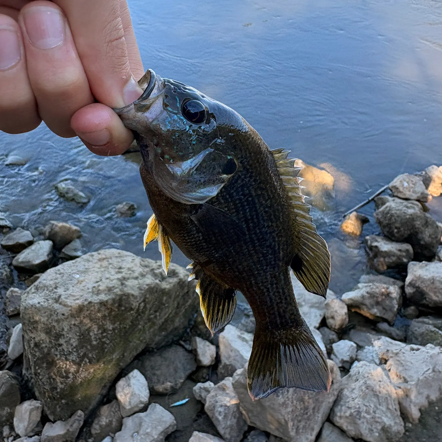 Green sunfish caught on Fishbrain