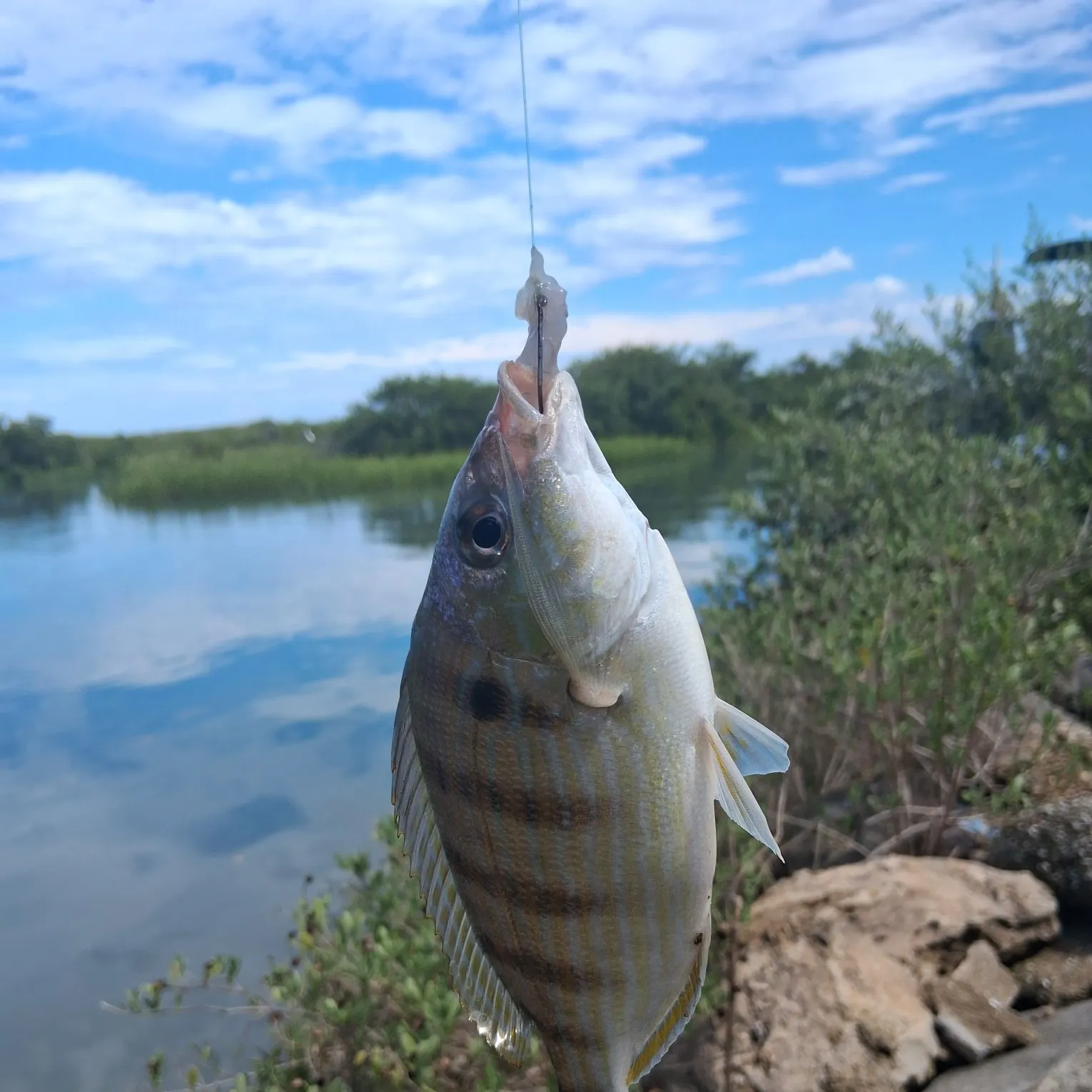 Pinfish caught on Fishbrain