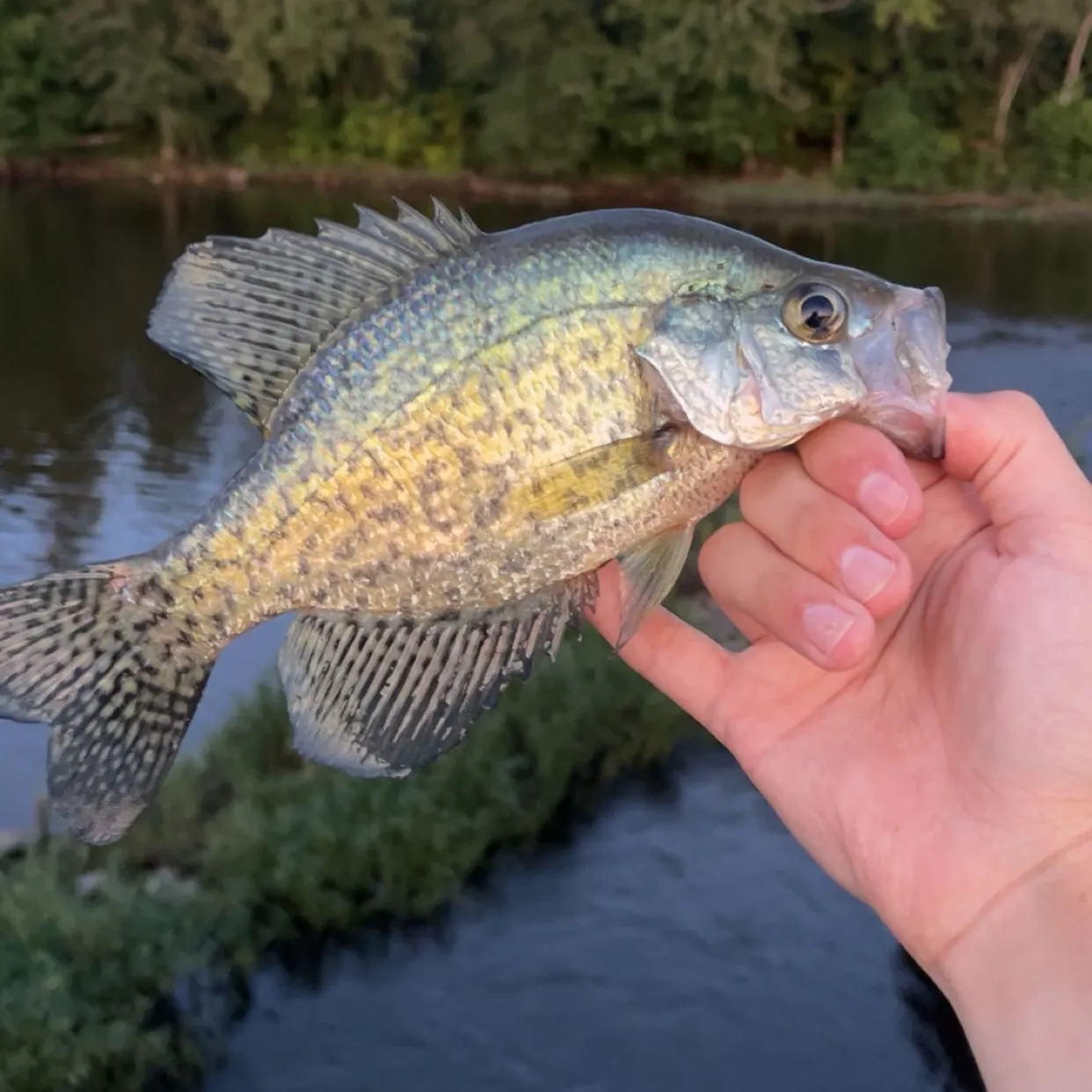 Black crappie caught on Fishbrain