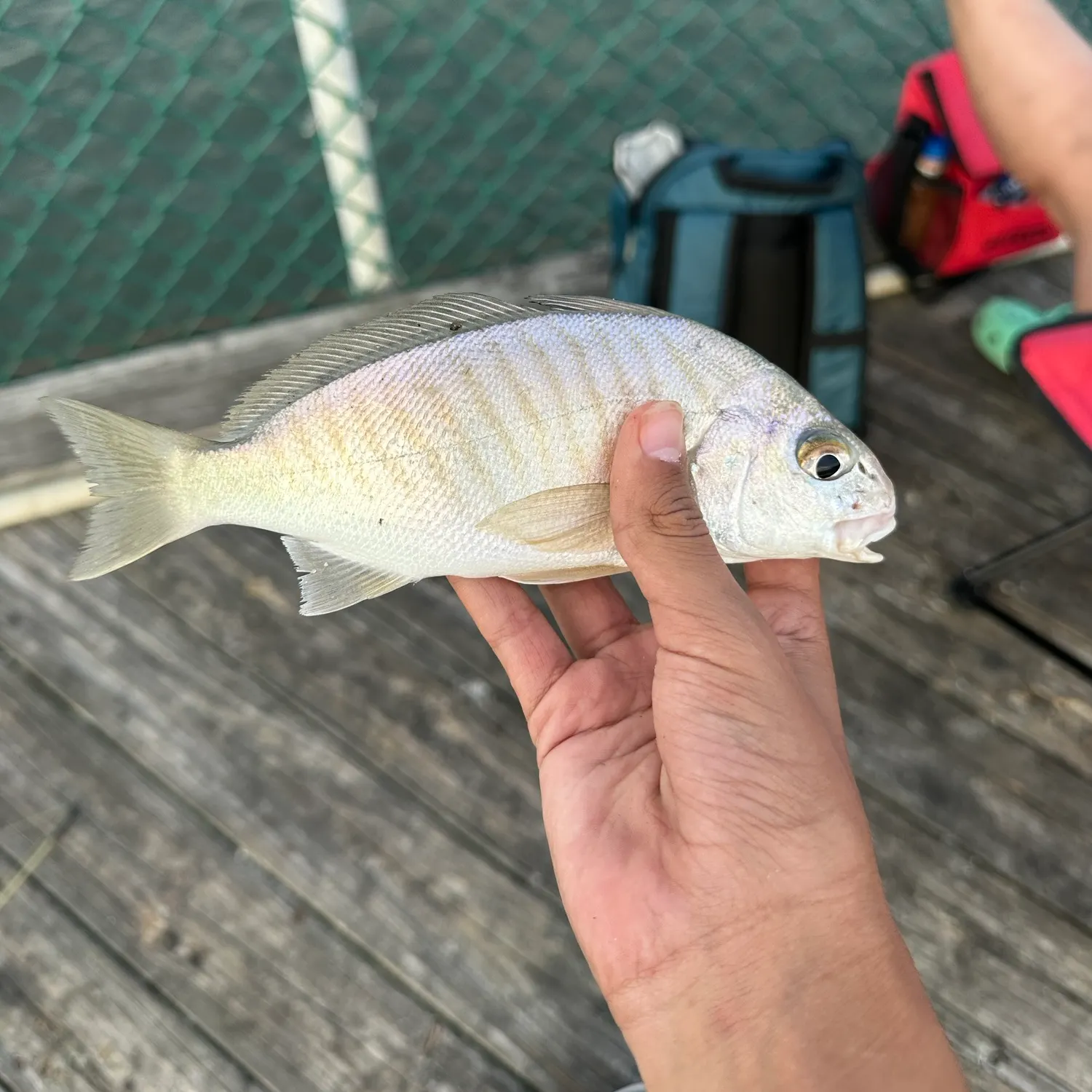 catch
