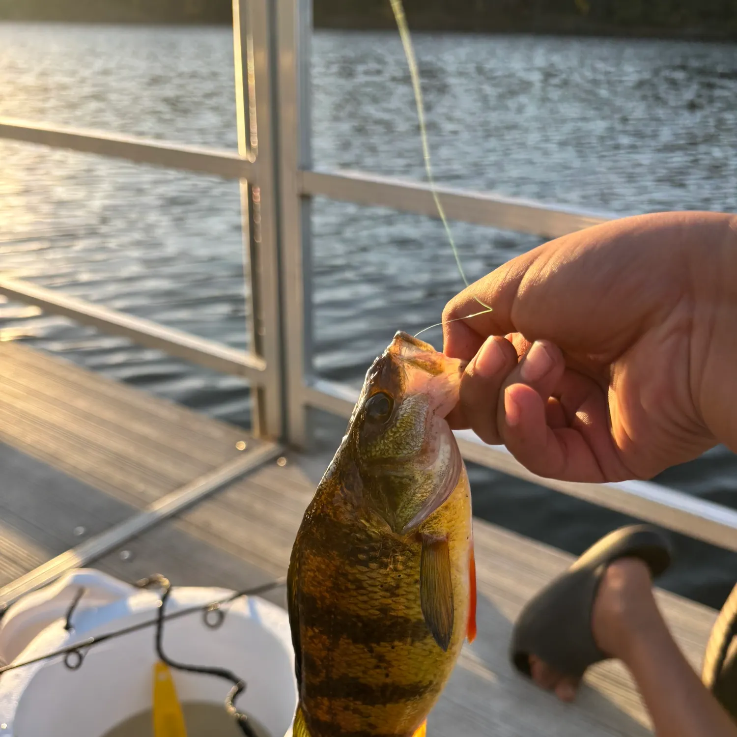 Yellow perch caught on Fishbrain