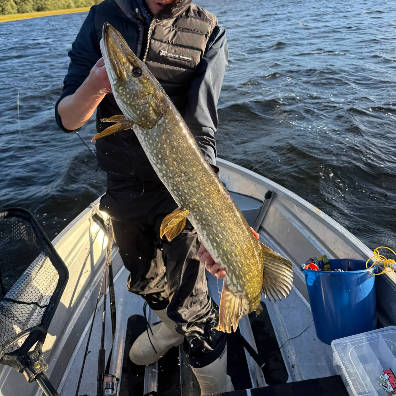 Northern pike caught on Fishbrain