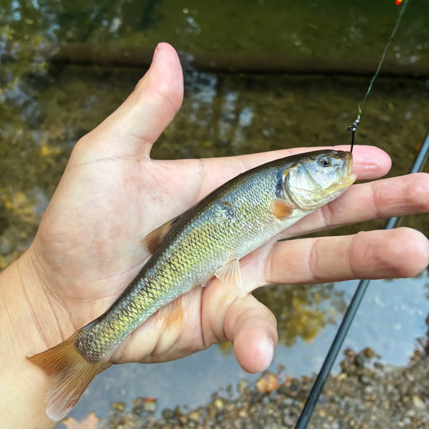 Creek chub caught on Fishbrain