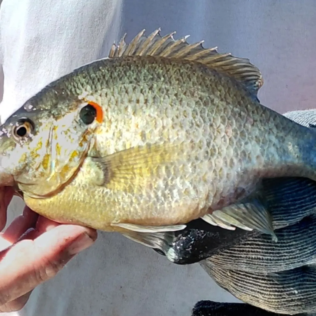 Redear sunfish caught on Fishbrain