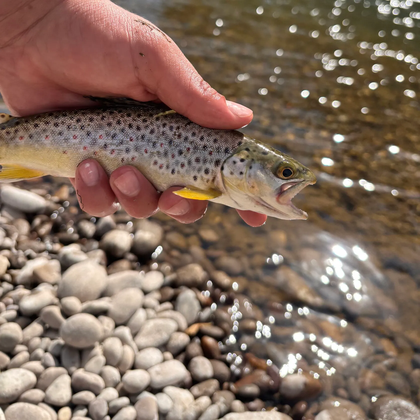 Brown trout caught on Fishbrain