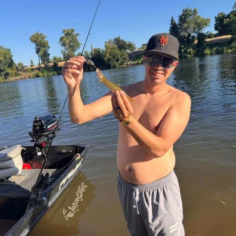 The most recent Sacramento pikeminnow catches on Fishbrain