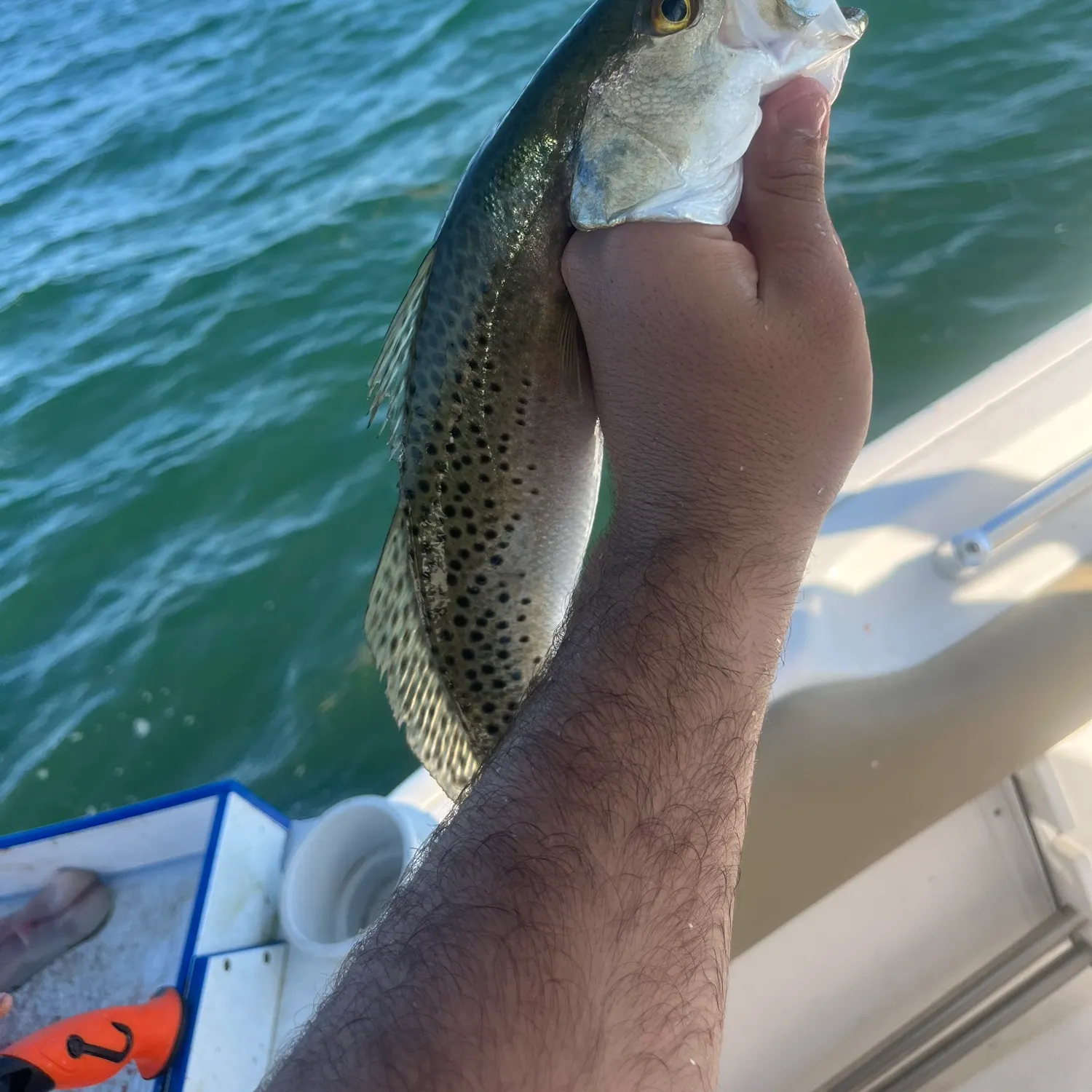 The most recent Spotted seatrout catches on Fishbrain