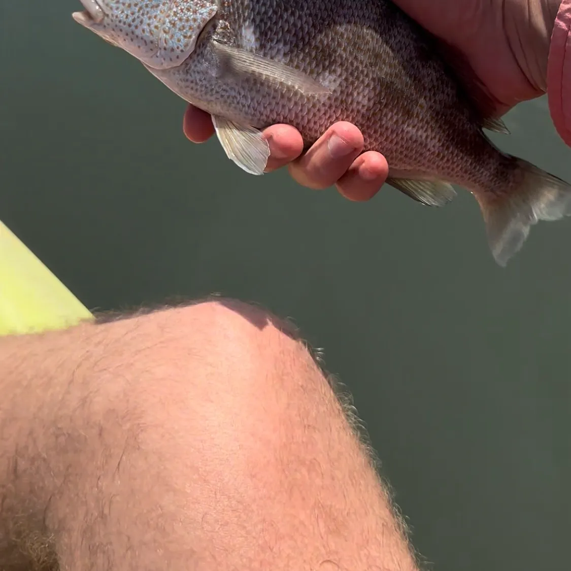 White grunt caught on Fishbrain