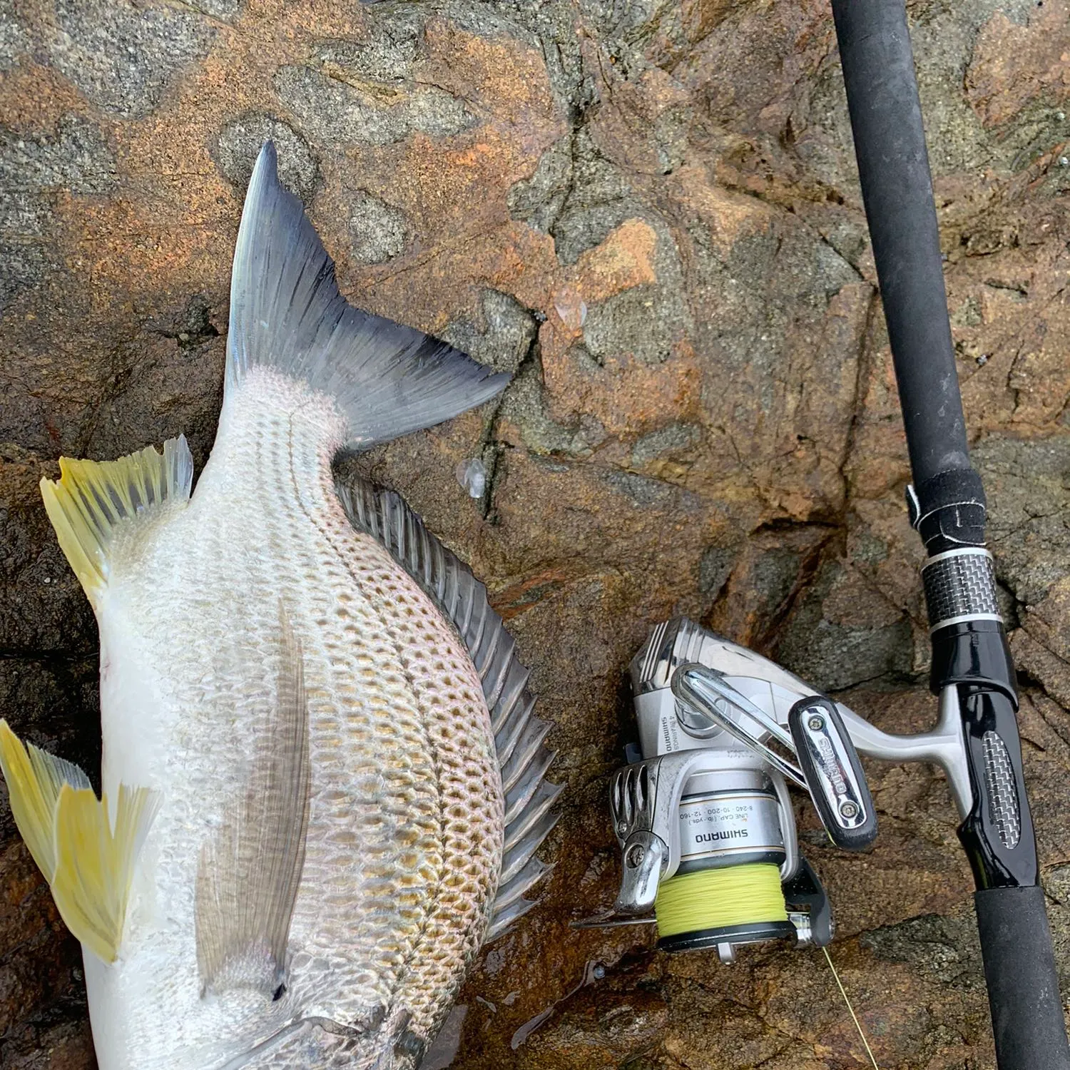 recently logged catches