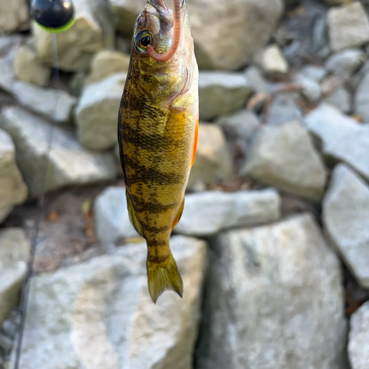 Yellow perch caught on Fishbrain