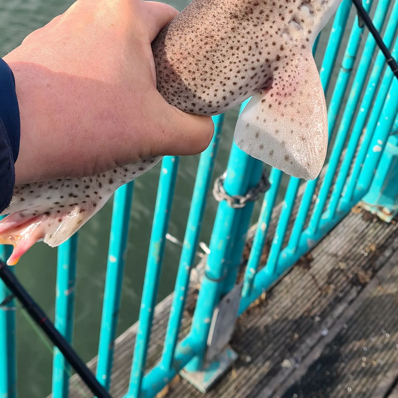 Fish caught on Fishbrain