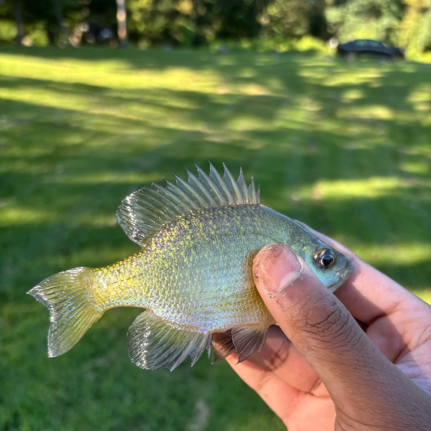 Bluegill caught on Fishbrain