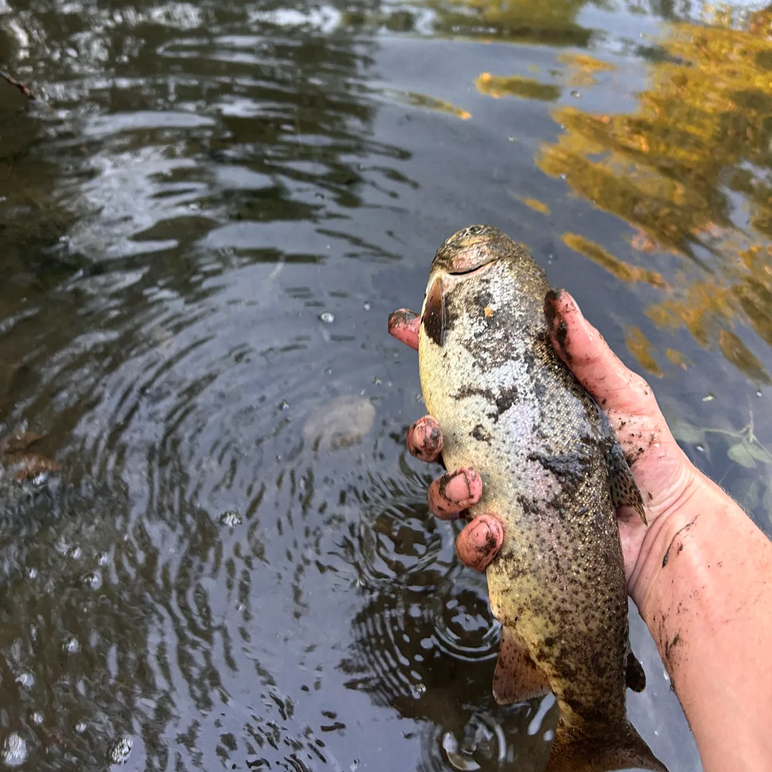 Rainbow trout caught on Fishbrain