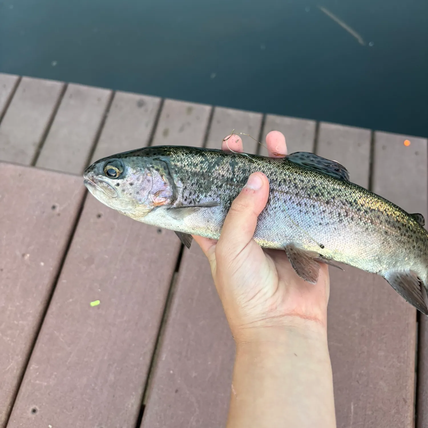 Fish caught on Fishbrain