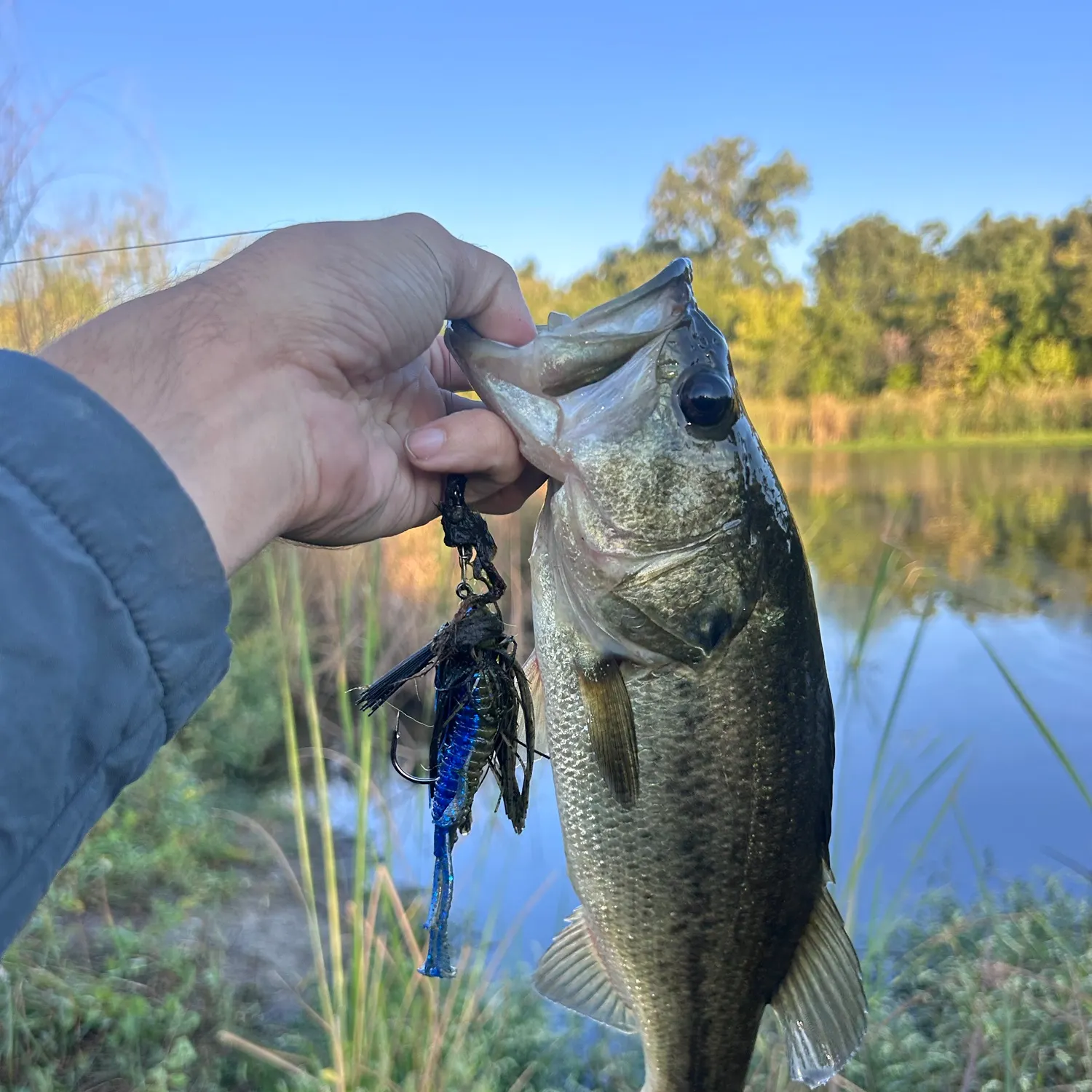Largemouth bass caught on Fishbrain