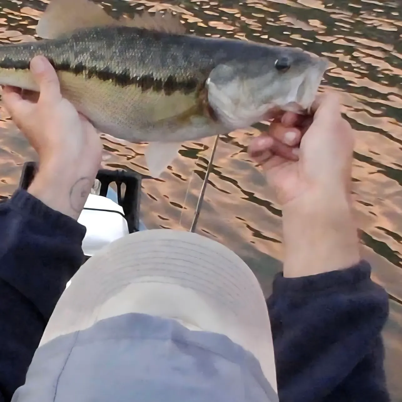 Spotted bass caught on Fishbrain