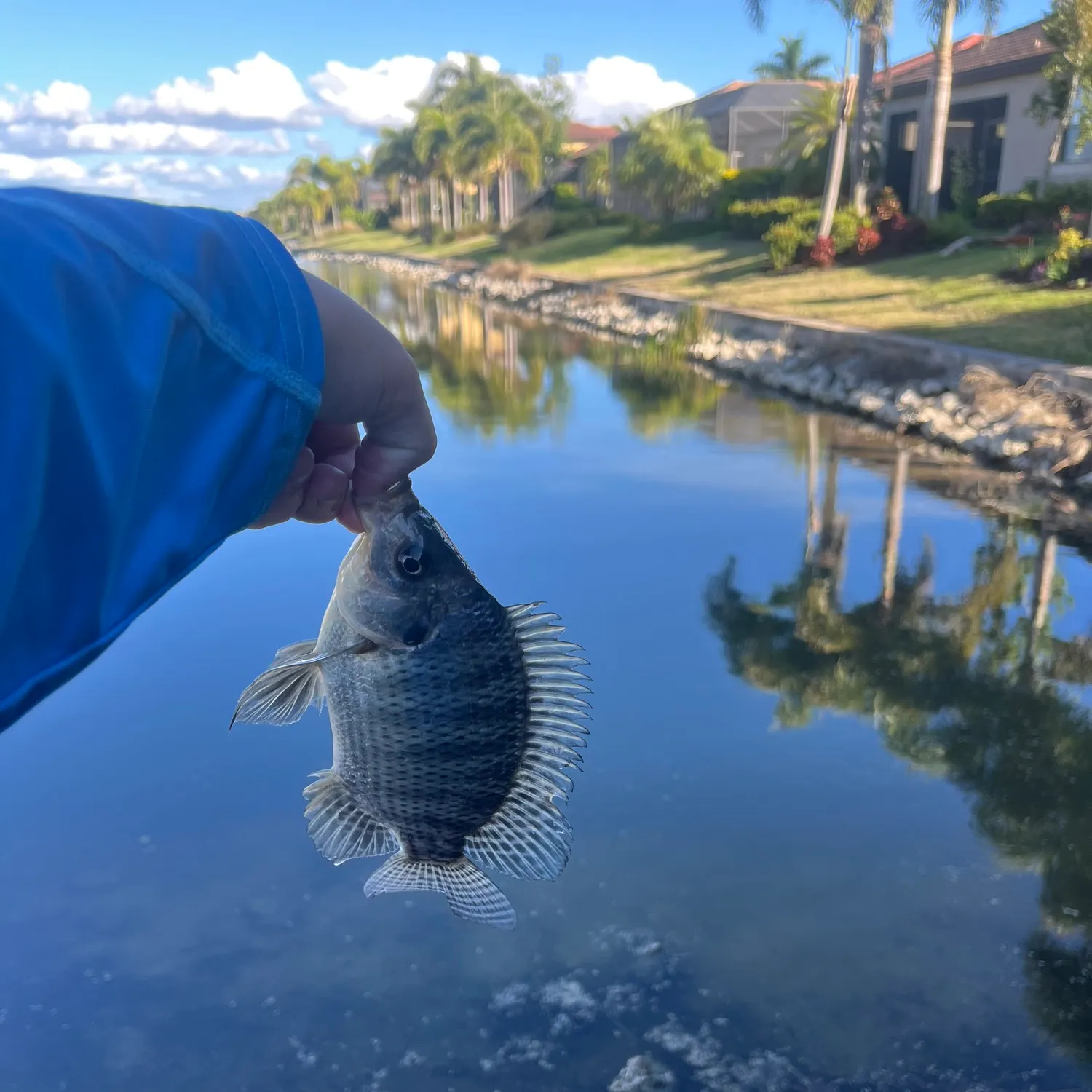 The most recent Nile tilapia catches on Fishbrain