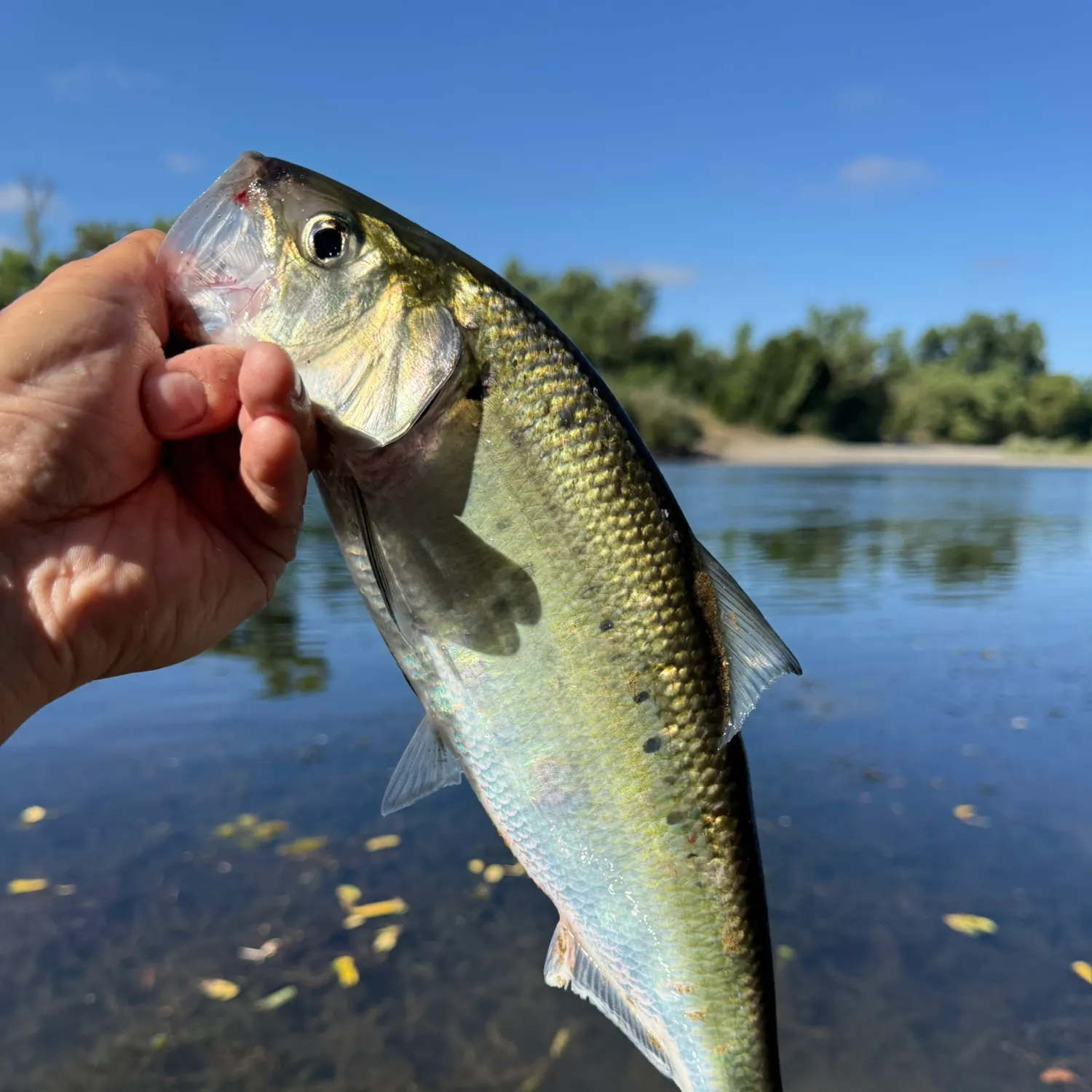 The most recent American shad catches on Fishbrain