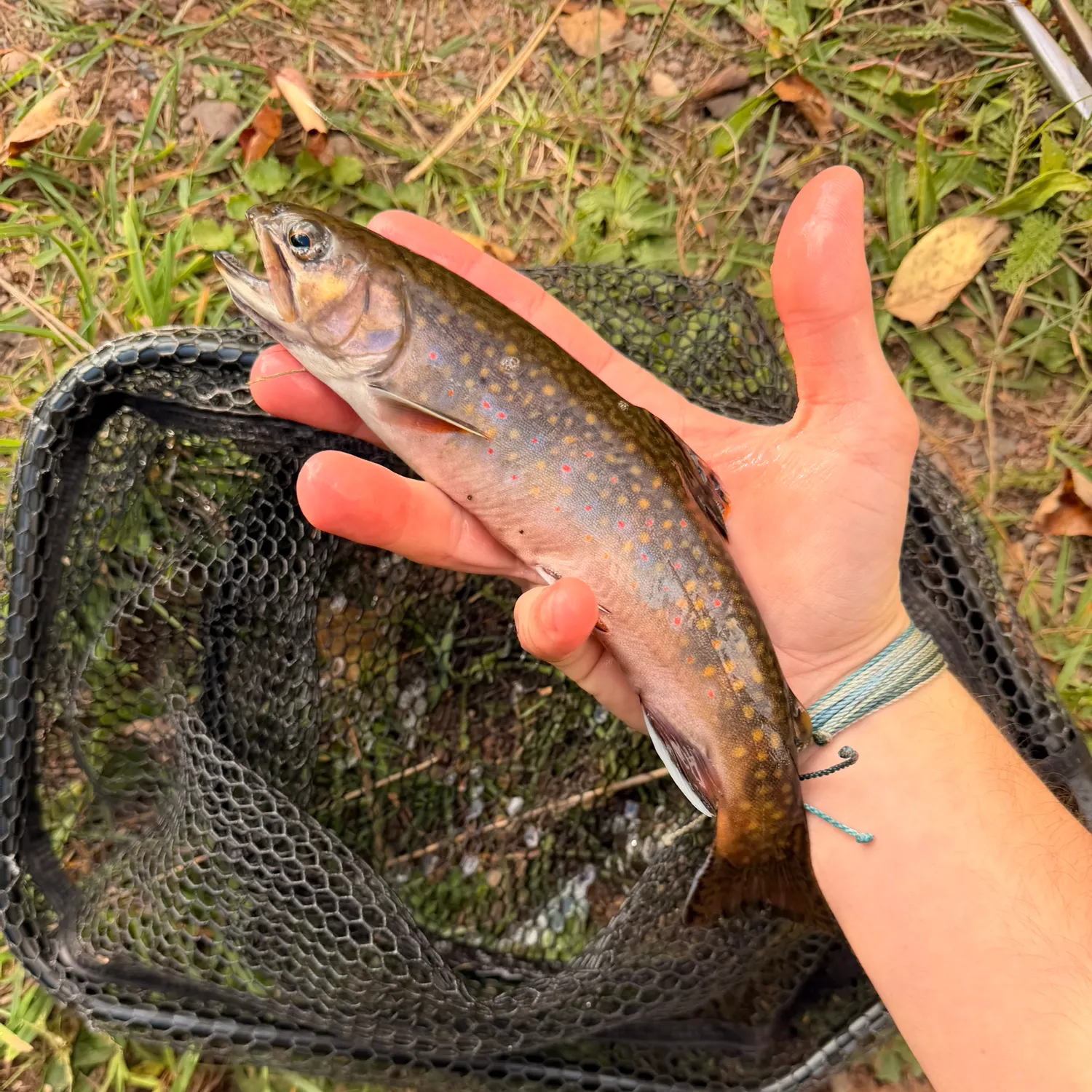Brook trout caught on Fishbrain