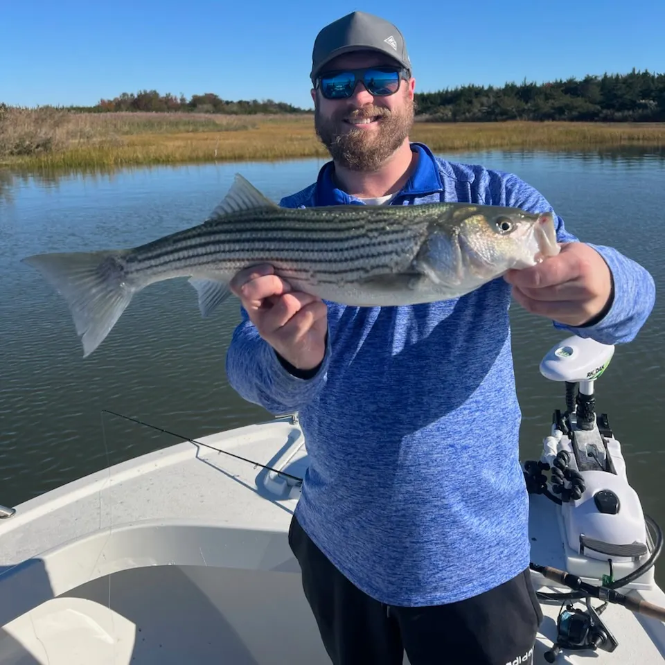 Striped bass caught on Fishbrain