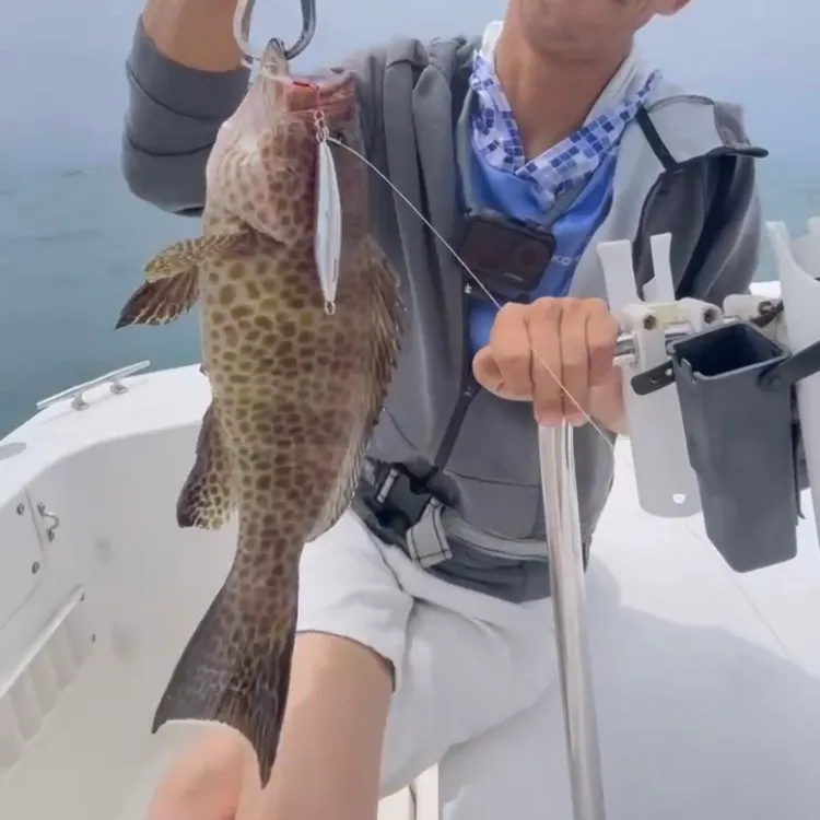 The most recent Areolate grouper catches on Fishbrain
