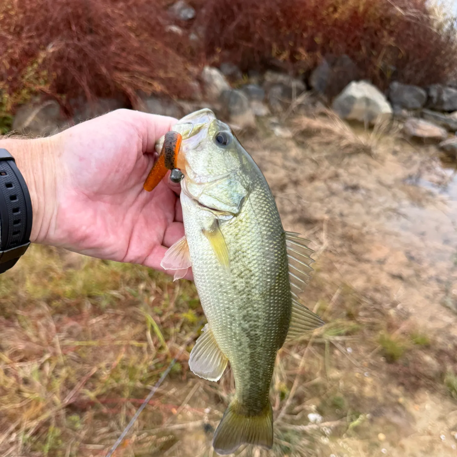 Largemouth bass caught on Fishbrain