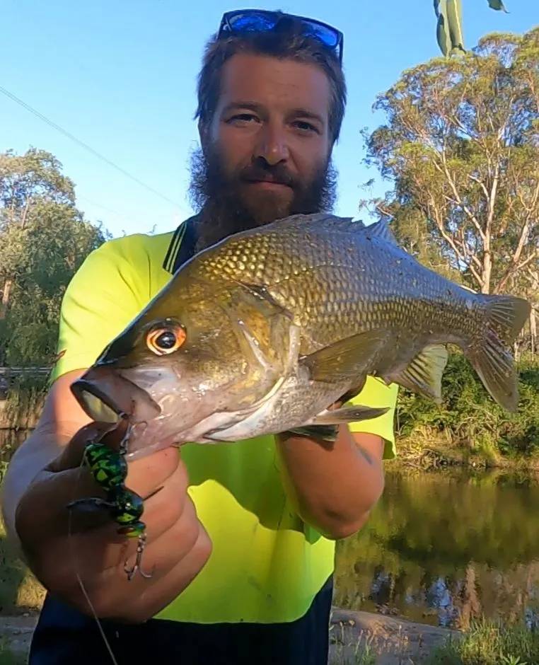 Australian bass