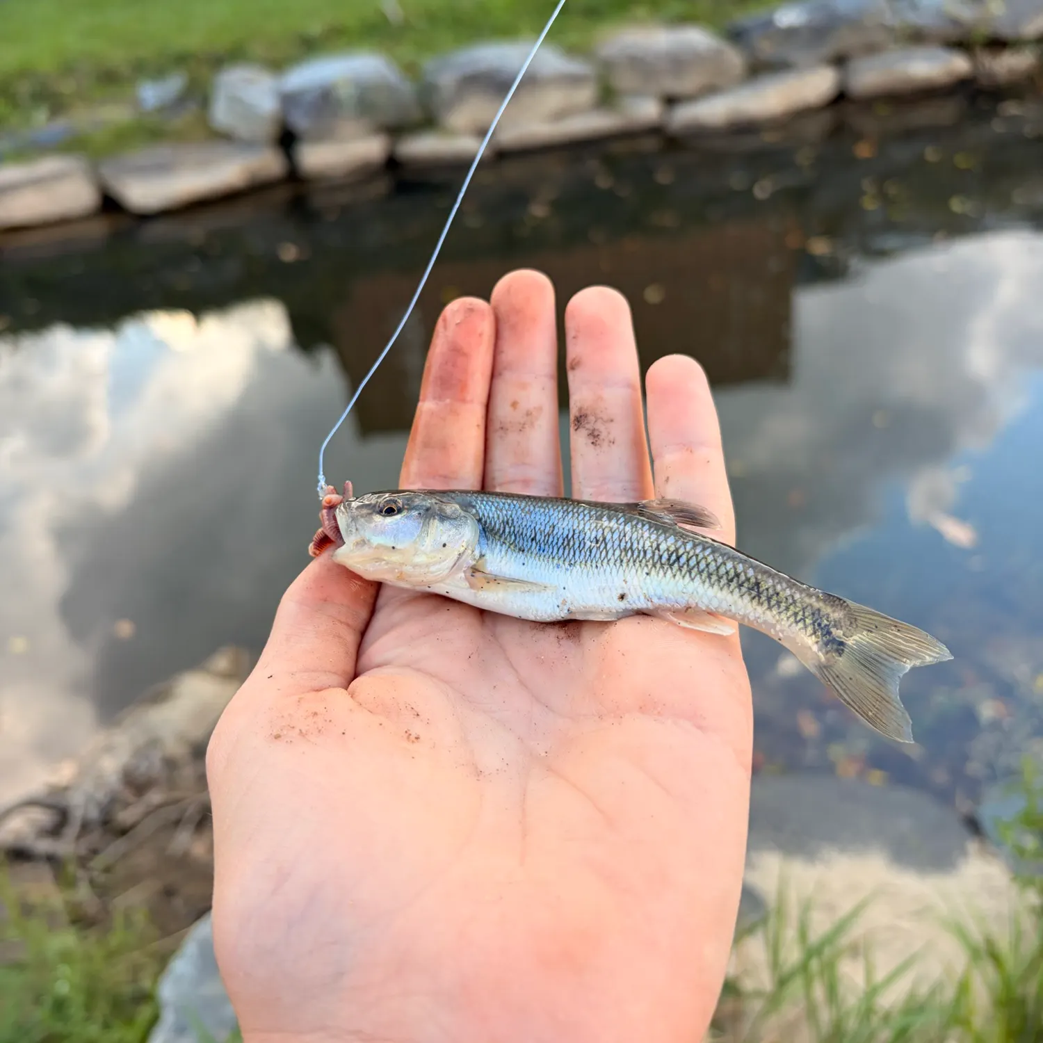 Creek chub caught on Fishbrain
