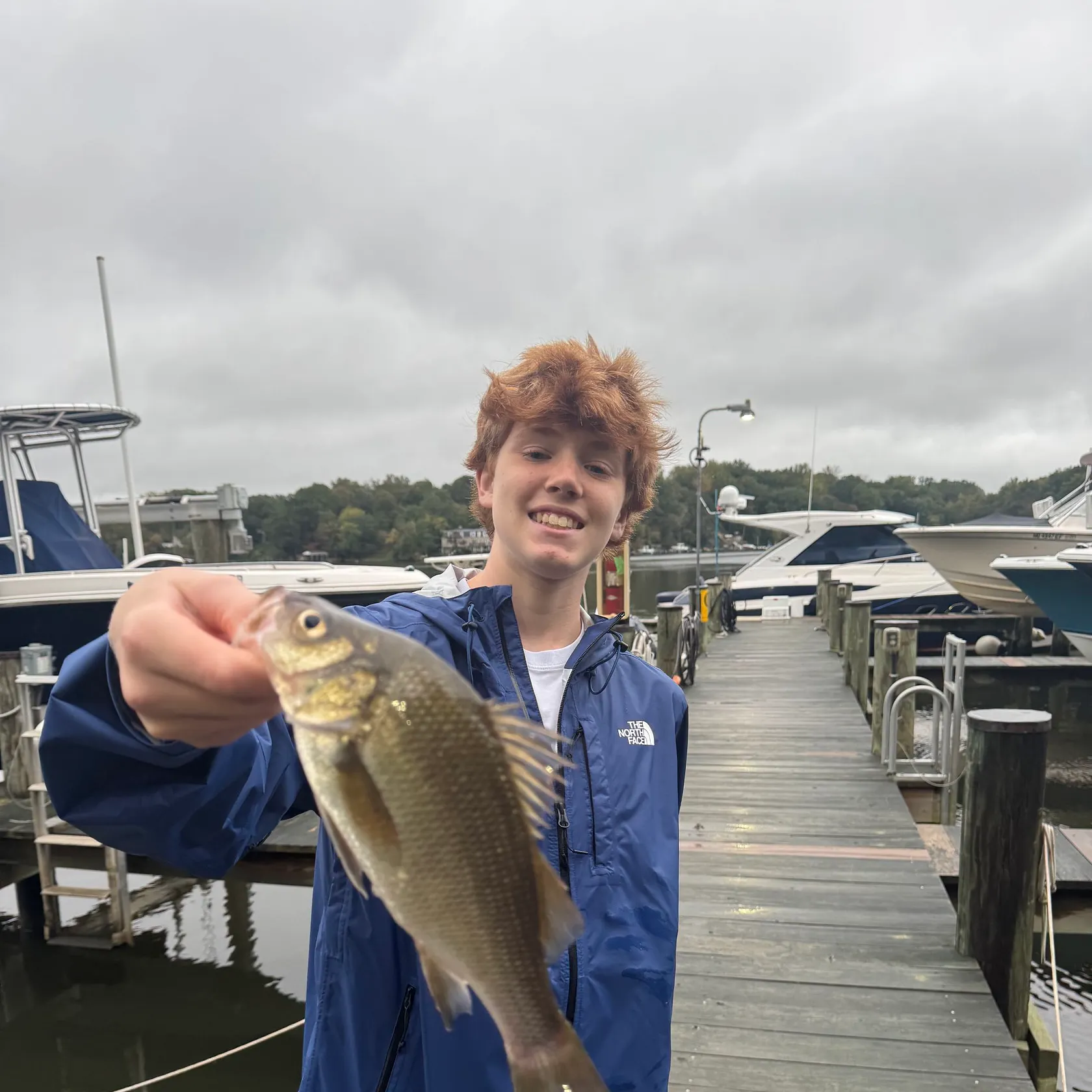 White perch caught on Fishbrain