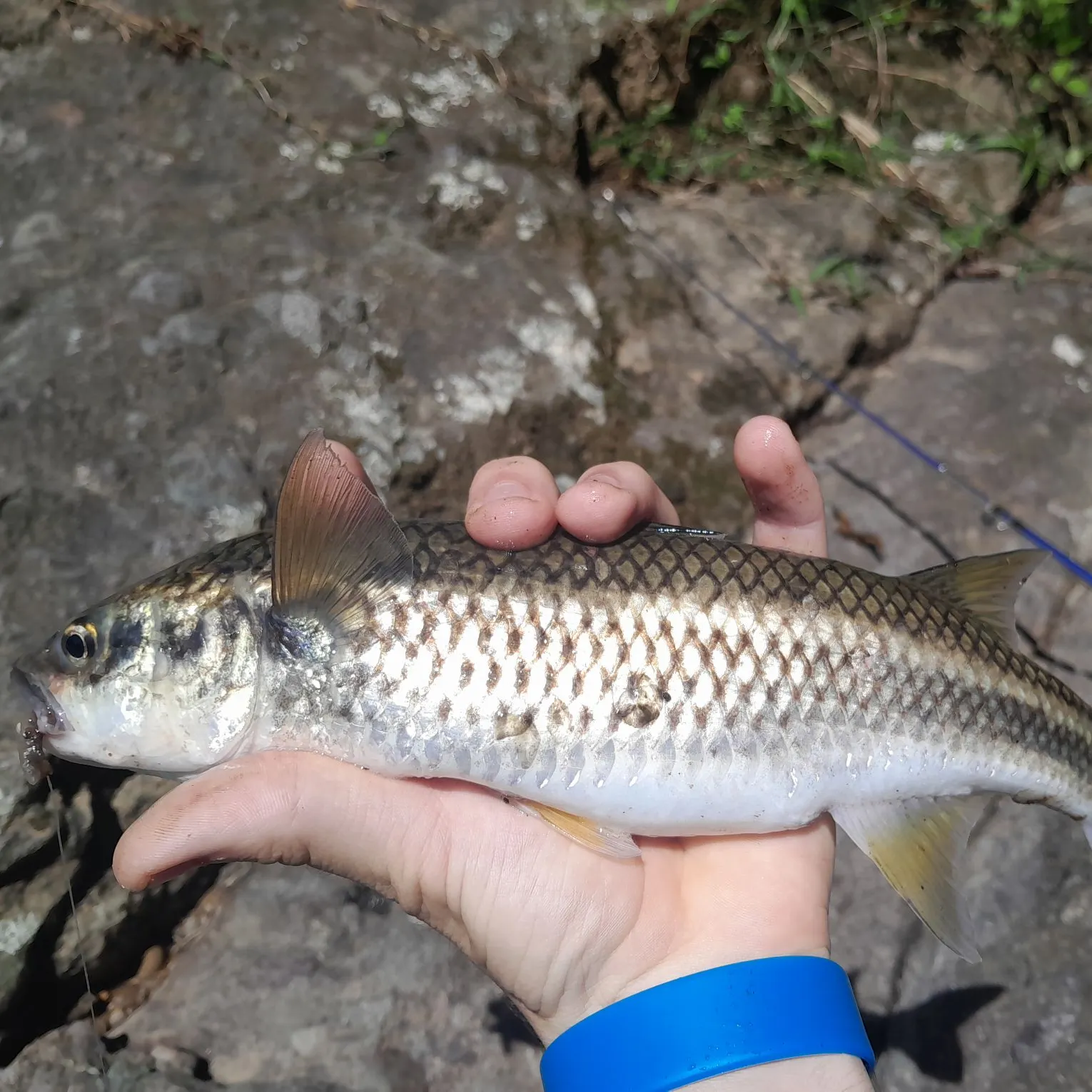 Mountain mullet caught on Fishbrain