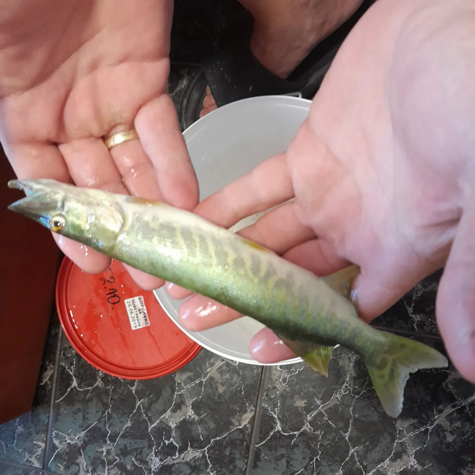 recently logged catches
