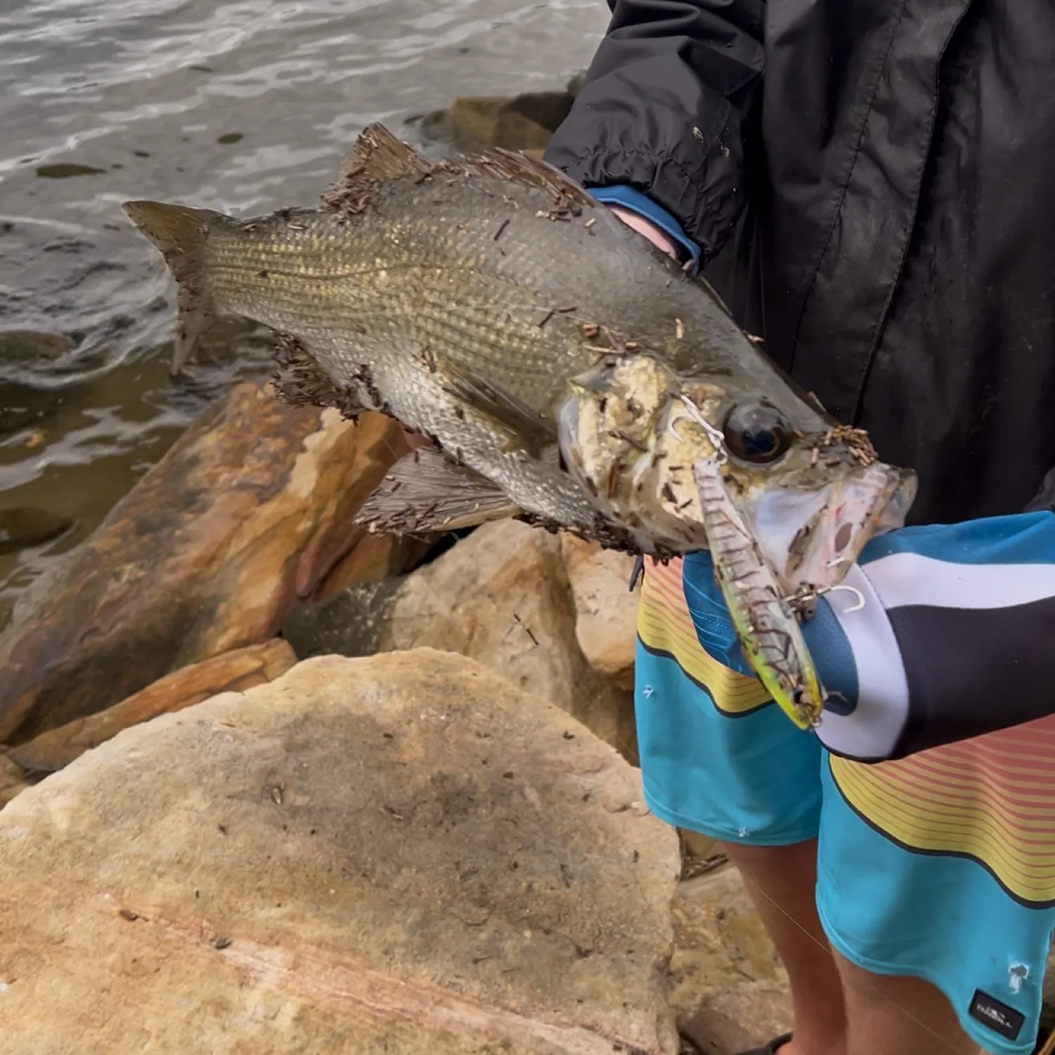 The most recent Estuary perch catches on Fishbrain