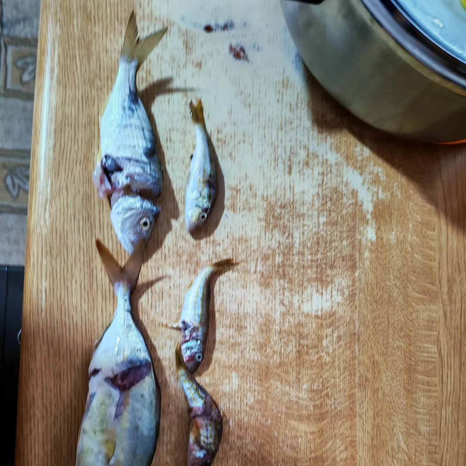 The most recent Greater weever catches on Fishbrain
