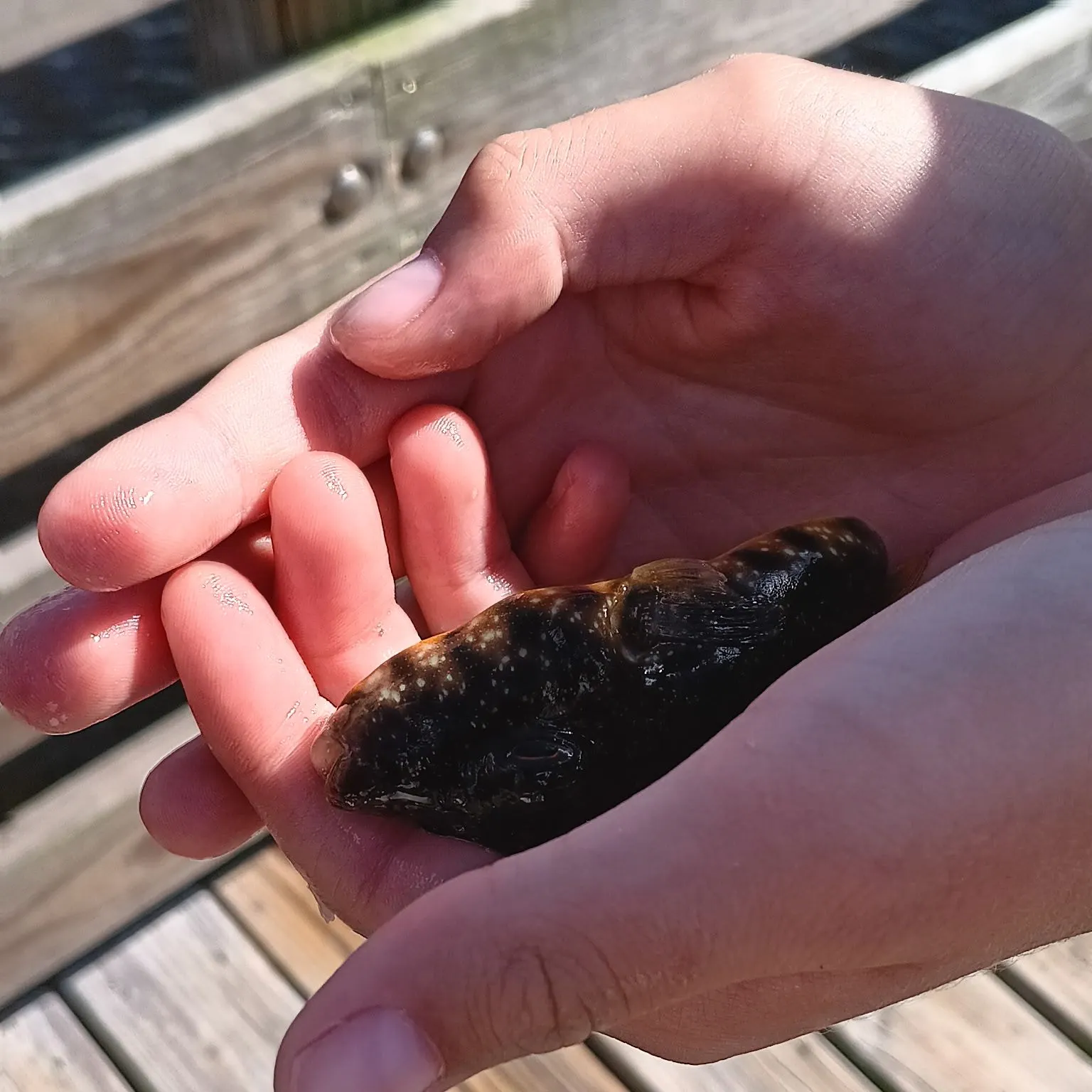 The most recent Southern puffer catches on Fishbrain
