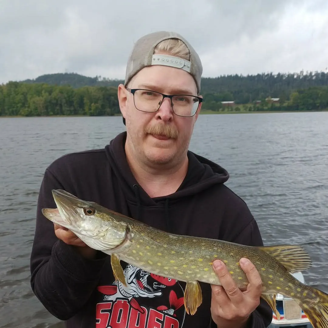 Northern pike caught on Fishbrain