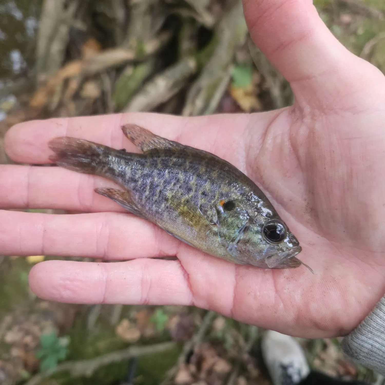 Warmouth caught on Fishbrain