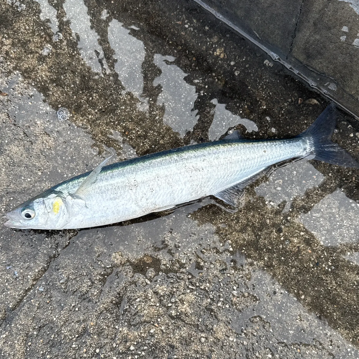 The most recent Jack silverside catches on Fishbrain