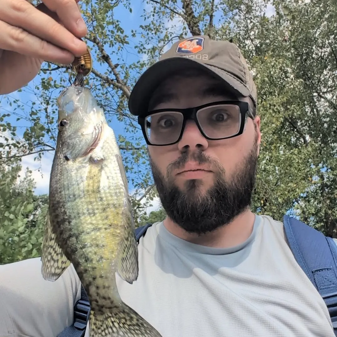 Black crappie caught on Fishbrain