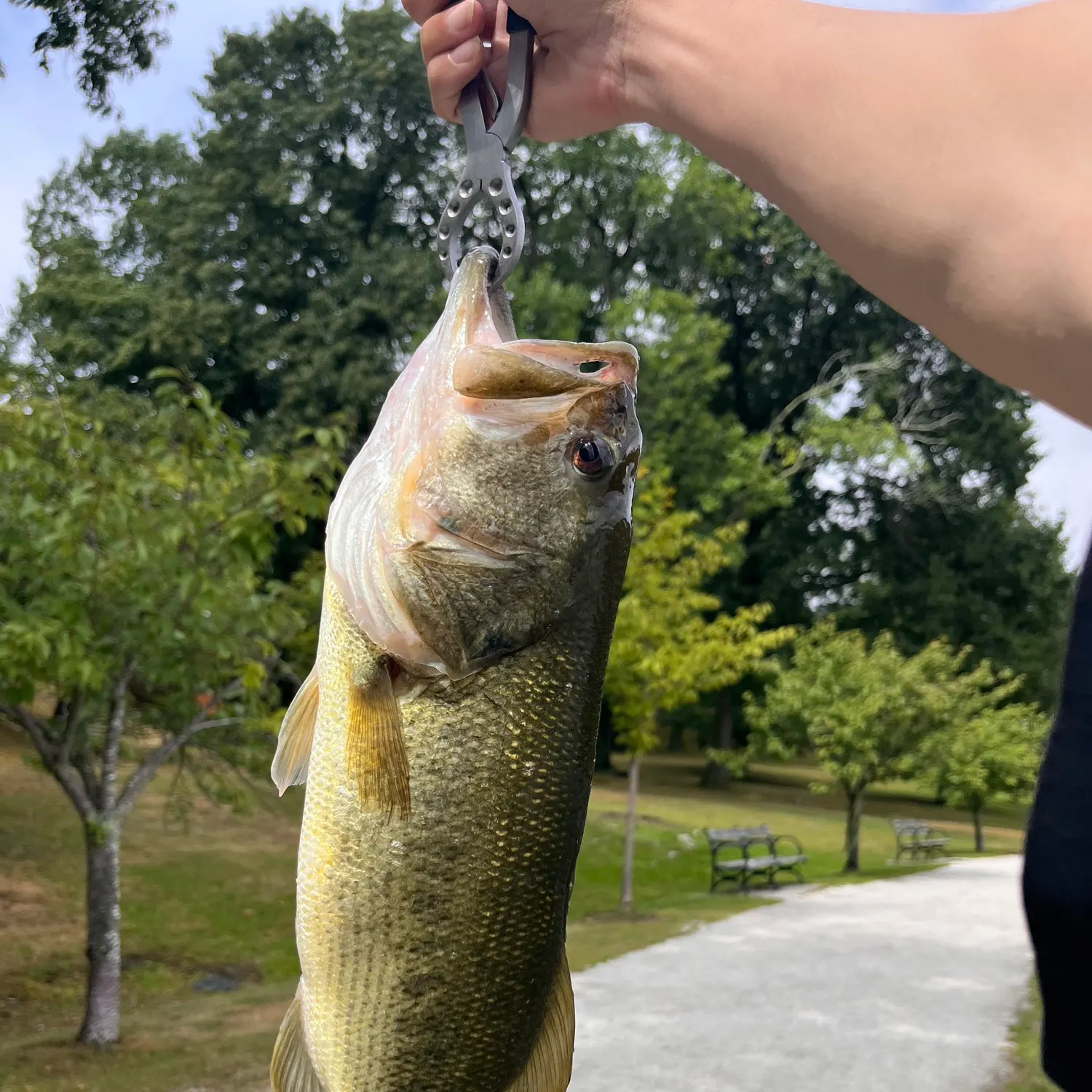 Largemouth bass caught on Fishbrain