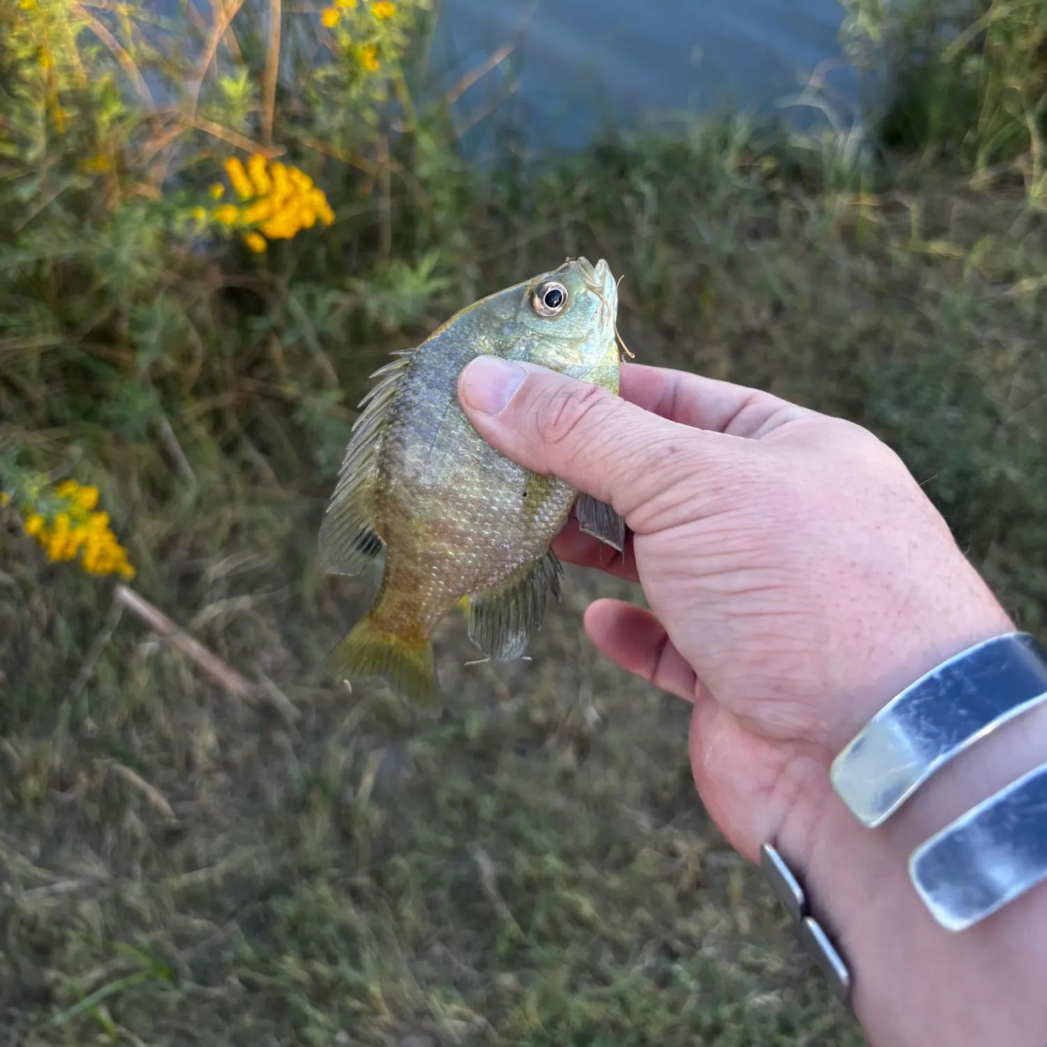 Bluegill caught on Fishbrain
