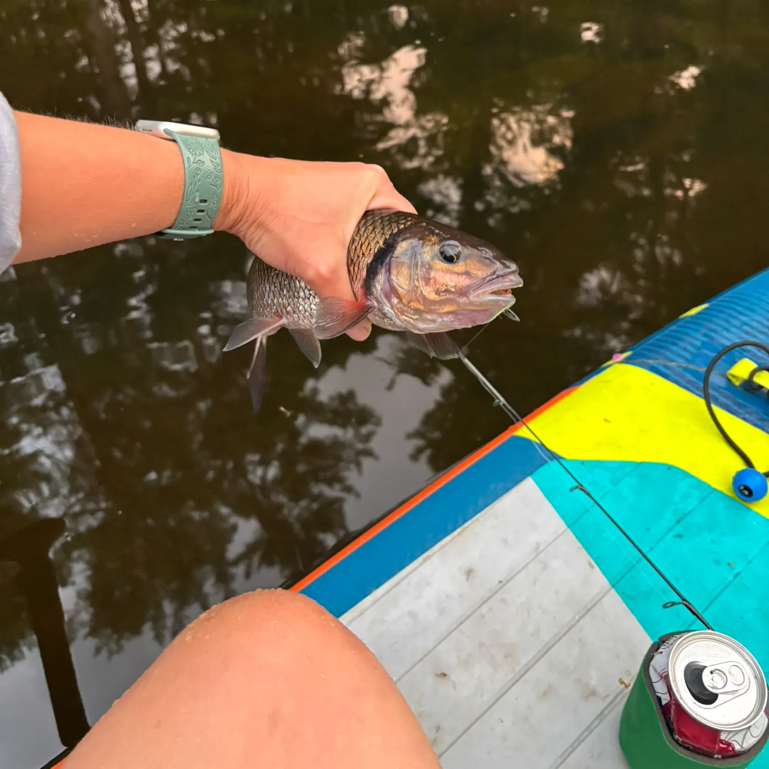 Fallfish caught on Fishbrain